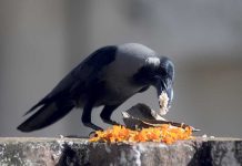 आज काग तिहार मनाइँदै