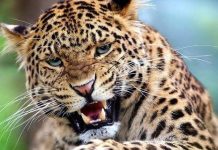 तारकेश्वरमा घरभित्र चितुवा पस्याे, दुई जना घाइते