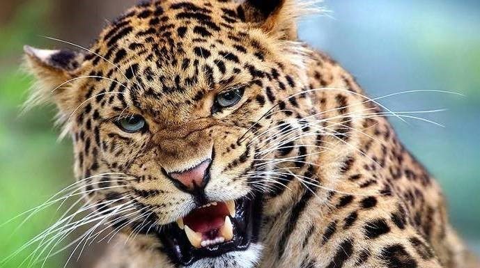 तारकेश्वरमा घरभित्र चितुवा पस्याे, दुई जना घाइते