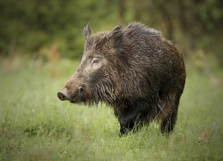 जंगली बँदेल पुनः कृषि हानिकारक वन्यजन्तु घोषणा