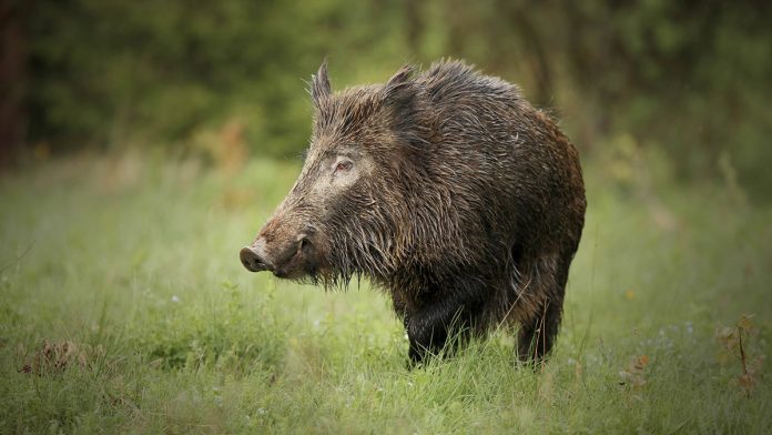 jangali-badel-wild-boar