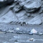 बूढीगण्डकी बाढीमा फसेको कुकुरको २० दिनपछि शुक्रबार उद्धार